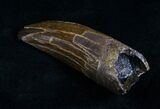 Inch Tyrannosaurus rex (T-Rex) Tooth! #4706-2